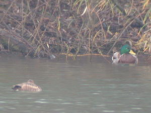 Ferruginous Duck