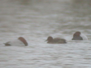 Ferruginous Duck