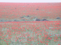 Poppy fields near Koshengel