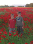 Poppy Fields near Achladeri