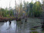 Swamp, Falls Lake