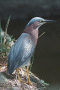 Green Heron, Humacao
