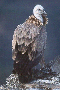 Griffon Vulture at the Castillo de Monfrague
